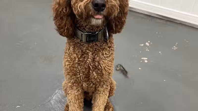 ZZ Dogs and Paws - Mansfield, OH