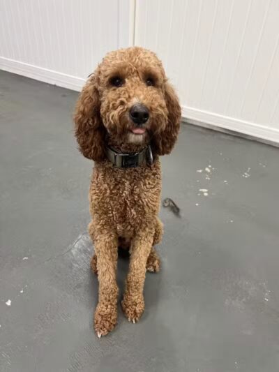 ZZ Dogs and Paws - Mansfield, OH