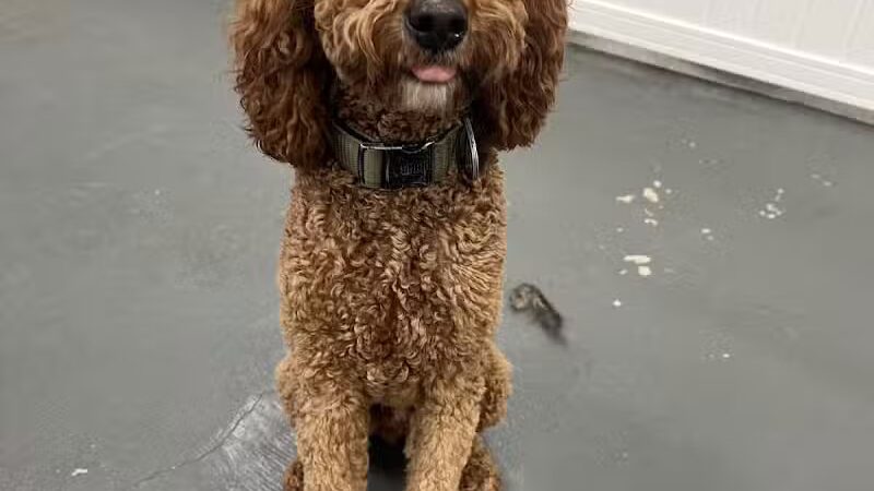 ZZ Dogs and Paws - Mansfield, OH
