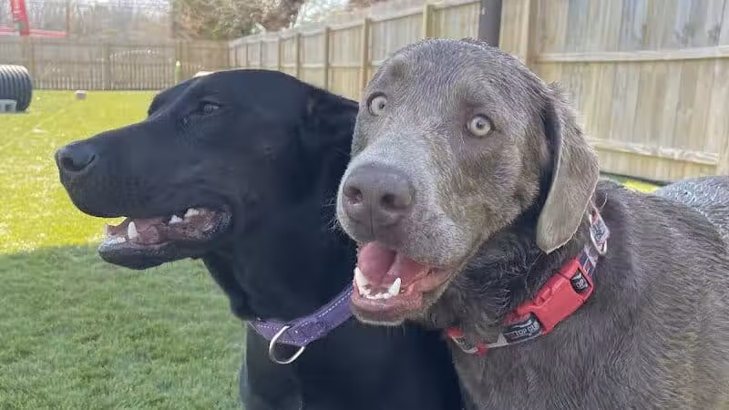 ZZ Dogs and Paws - Mansfield, OH