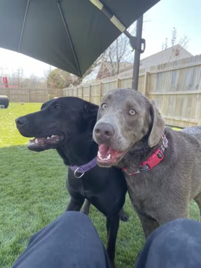 ZZ Dogs and Paws - Mansfield, OH