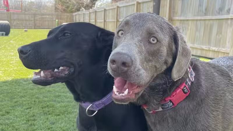 ZZ Dogs and Paws - Mansfield, OH