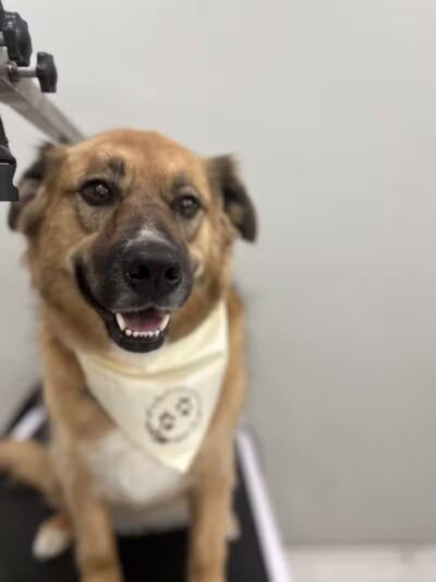 ZZ Dogs and Paws - Mansfield, OH