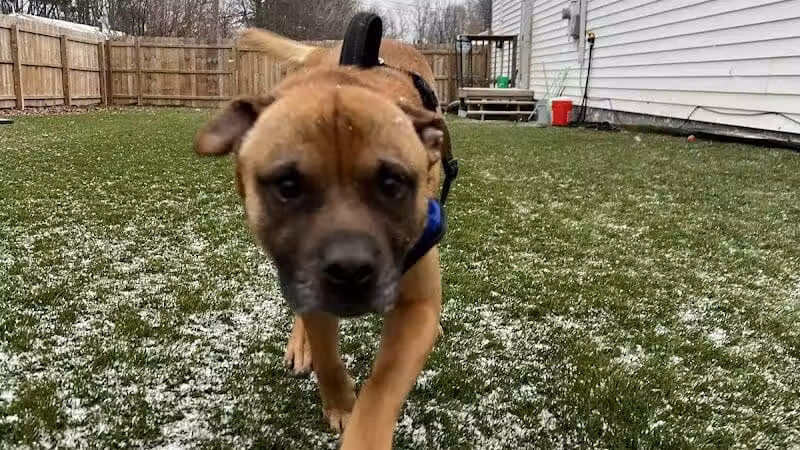 ZZ Dogs and Paws - Mansfield, OH