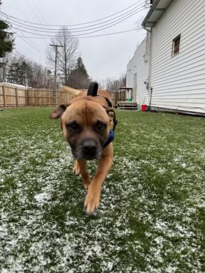 ZZ Dogs and Paws - Mansfield, OH