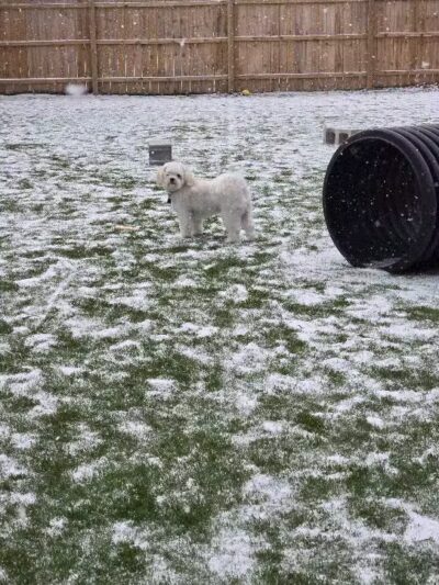 ZZ Dogs and Paws - Mansfield, OH