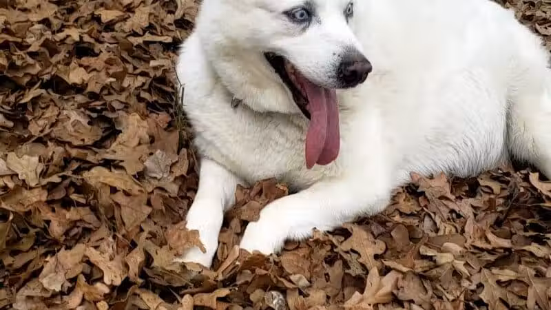 Mans Best Field Dog Park - Mansfield, TX