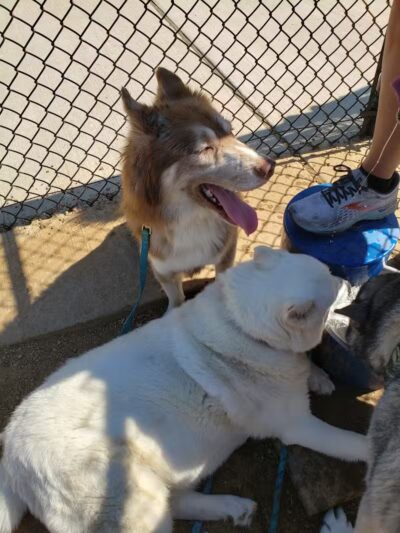 Mans Best Field Dog Park - Mansfield, TX