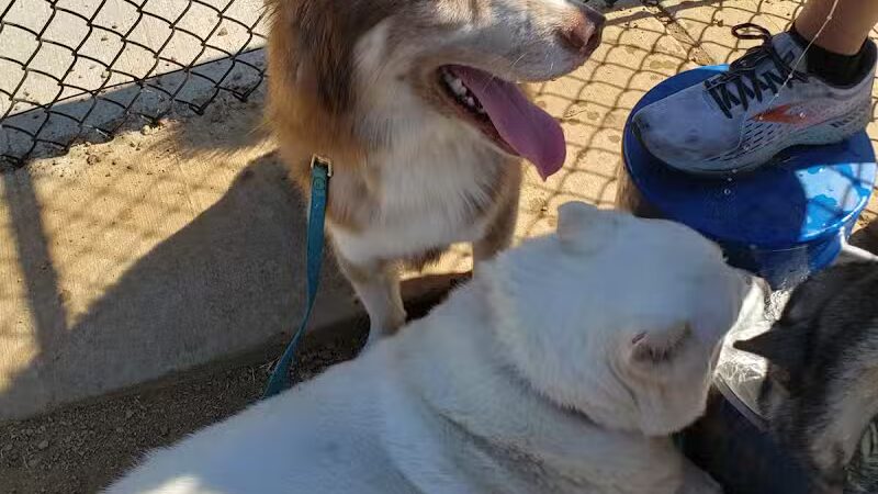 Mans Best Field Dog Park - Mansfield, TX