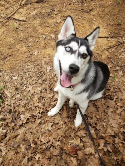 Mans Best Field Dog Park - Mansfield, TX