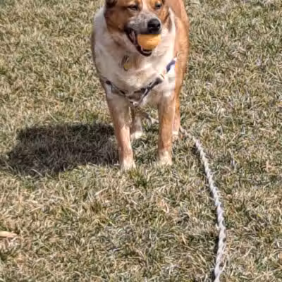 Kellogg Park-Maplewood membership only dog park - Maplewood, MO