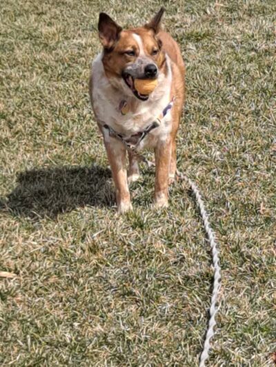 Kellogg Park-Maplewood membership only dog park - Maplewood, MO