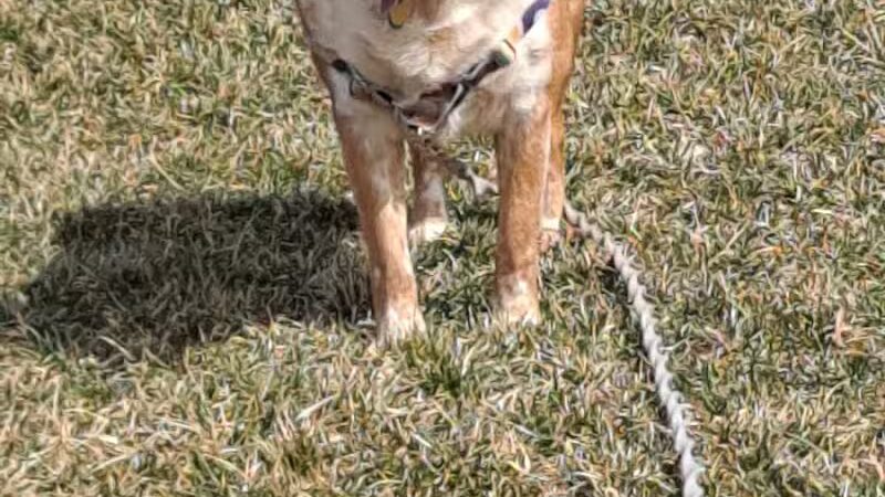 Kellogg Park-Maplewood membership only dog park - Maplewood, MO