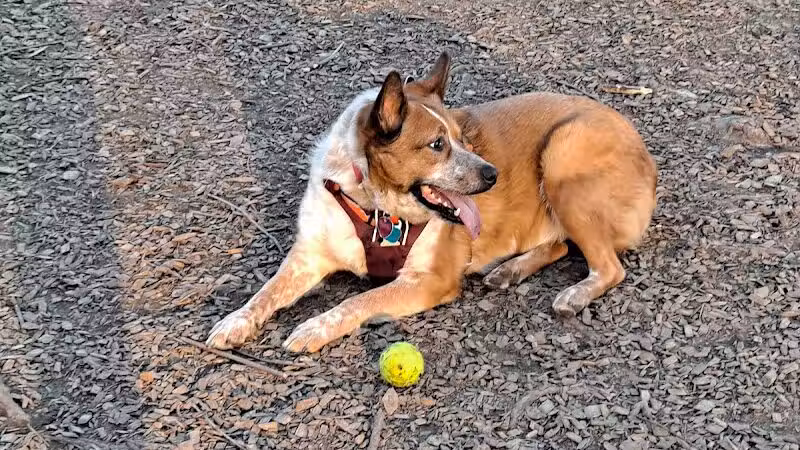 Kellogg Park-Maplewood membership only dog park - Maplewood, MO