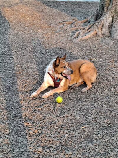 Kellogg Park-Maplewood membership only dog park - Maplewood, MO