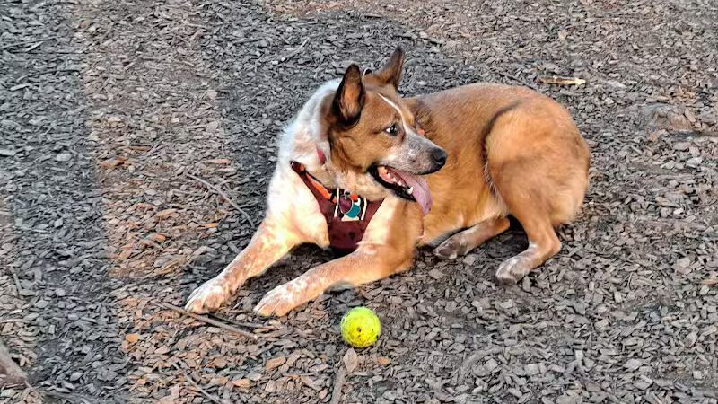 Kellogg Park-Maplewood membership only dog park - Maplewood, MO