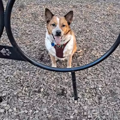 Kellogg Park-Maplewood membership only dog park - Maplewood, MO