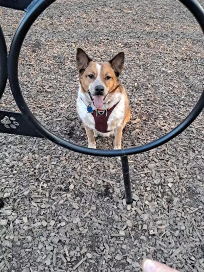 Kellogg Park-Maplewood membership only dog park - Maplewood, MO