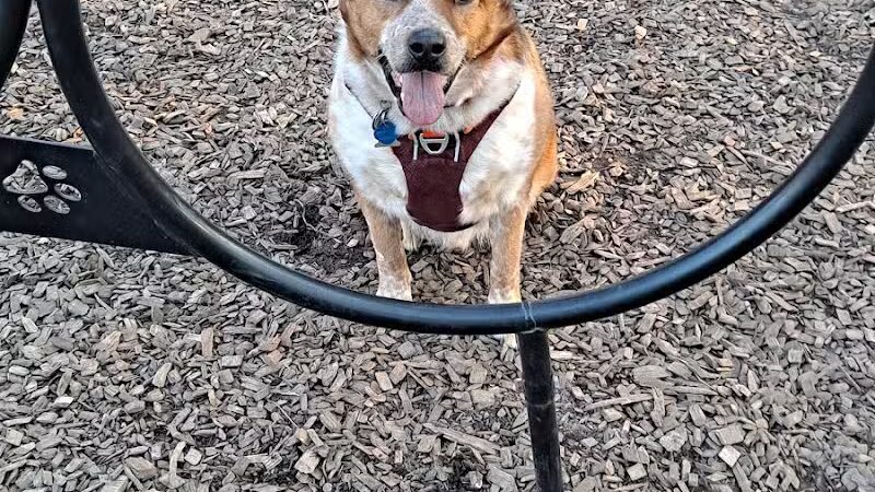 Kellogg Park-Maplewood membership only dog park - Maplewood, MO