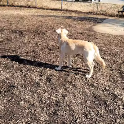 Kellogg Park-Maplewood membership only dog park - Maplewood, MO