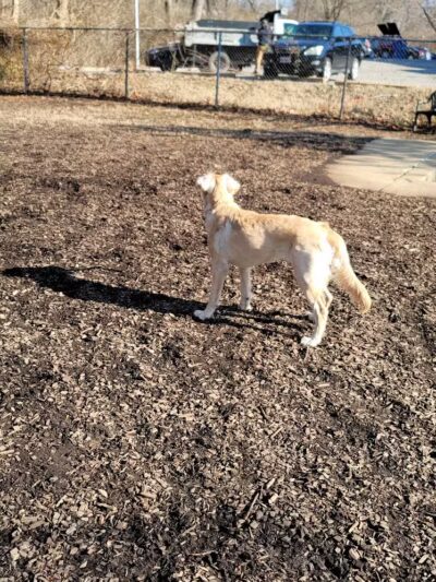 Kellogg Park-Maplewood membership only dog park - Maplewood, MO