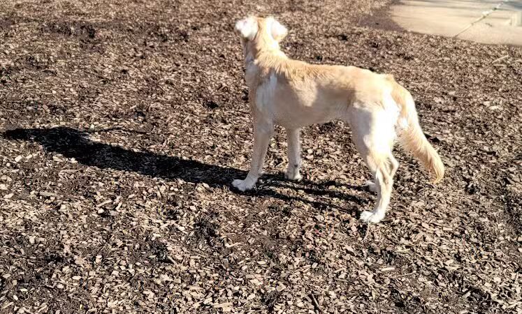 Kellogg Park-Maplewood membership only dog park - Maplewood, MO