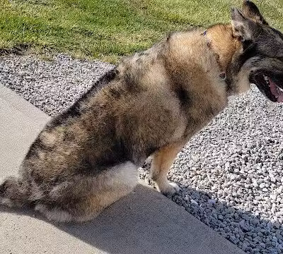 Premier Boarding Kennel - Marengo, OH