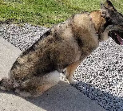 Premier Boarding Kennel - Marengo, OH