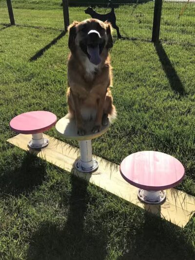 Premier Boarding Kennel - Marengo, OH