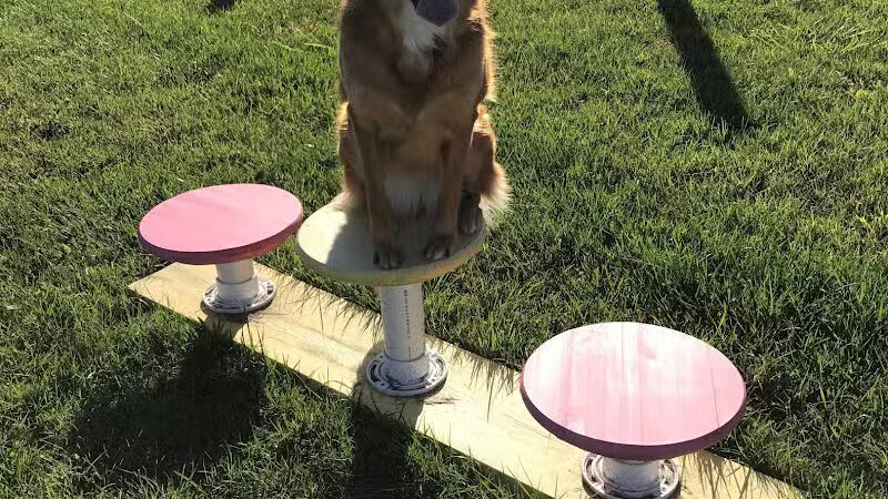 Premier Boarding Kennel - Marengo, OH