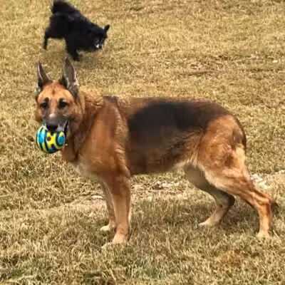 Premier Boarding Kennel - Marengo, OH