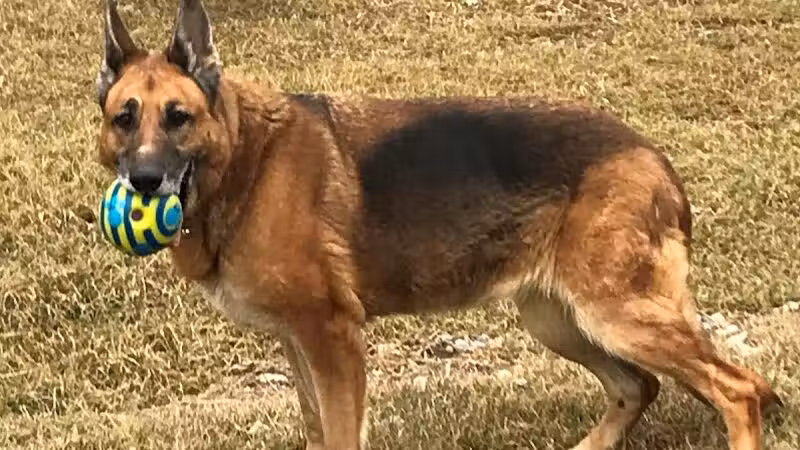 Premier Boarding Kennel - Marengo, OH