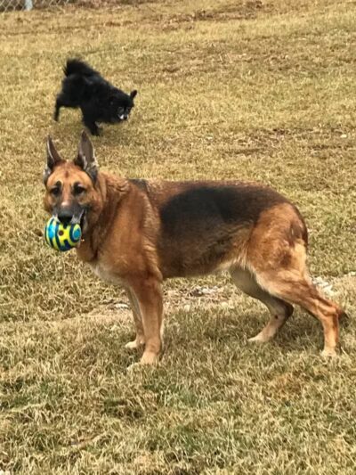 Premier Boarding Kennel - Marengo, OH