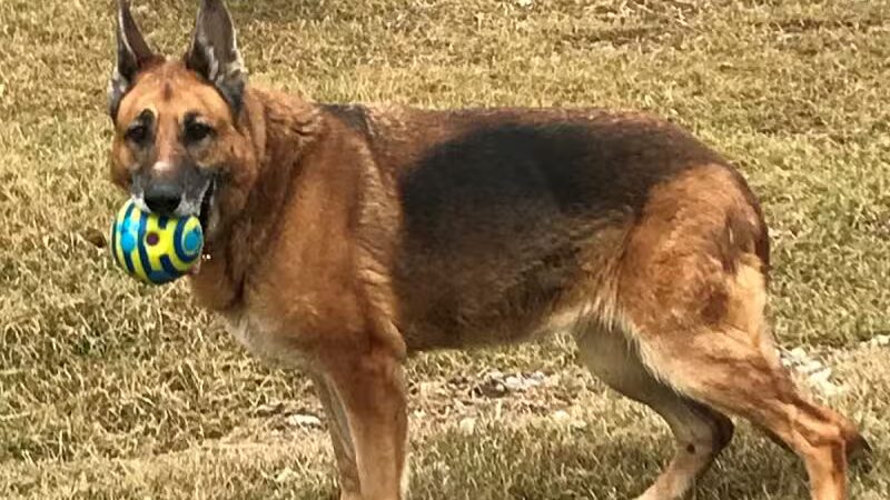 Premier Boarding Kennel - Marengo, OH