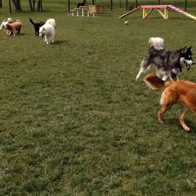 Premier Boarding Kennel - Marengo, OH