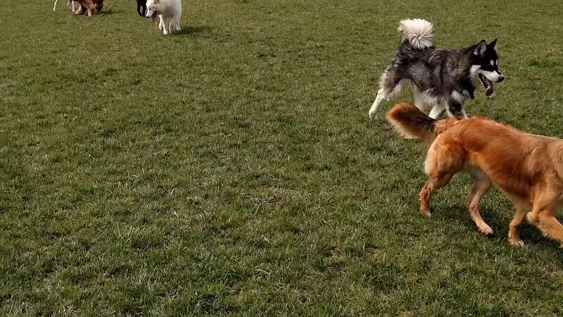 Premier Boarding Kennel - Marengo, OH