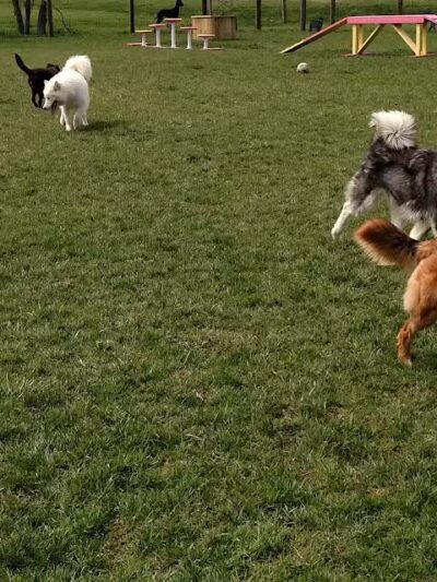 Premier Boarding Kennel - Marengo, OH