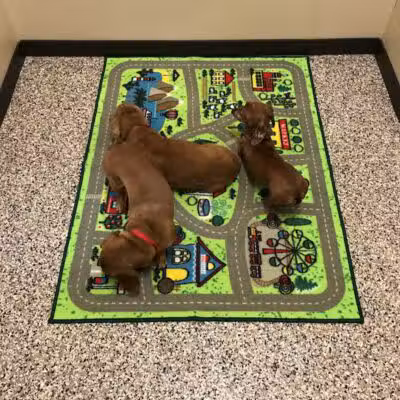 Premier Boarding Kennel - Marengo, OH