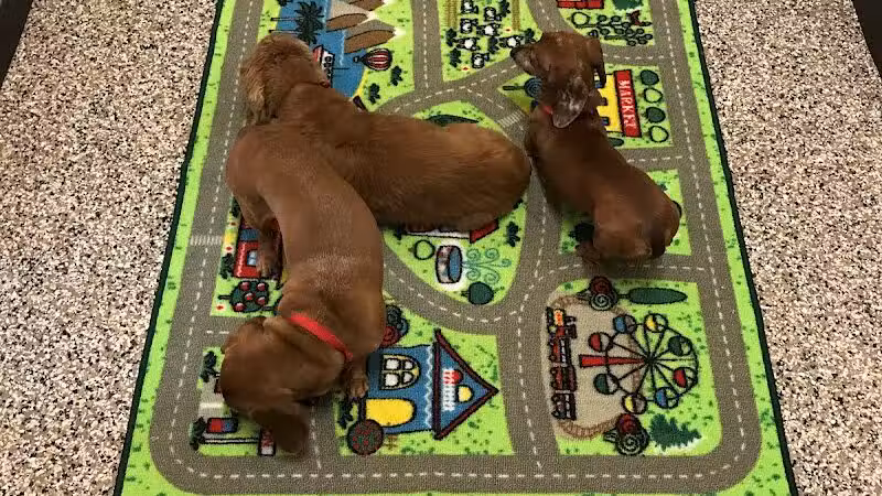 Premier Boarding Kennel - Marengo, OH