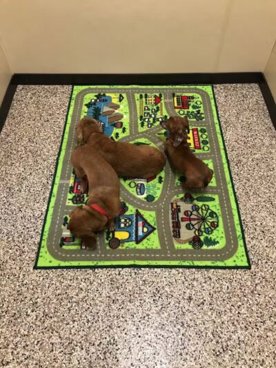 Premier Boarding Kennel - Marengo, OH