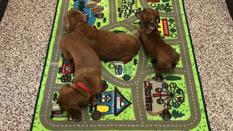 Premier Boarding Kennel - Marengo, OH