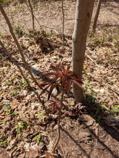 Broughton Nature and Wildlife Education Area - Marietta, OH