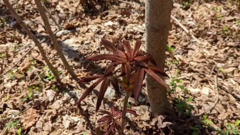 Broughton Nature and Wildlife Education Area - Marietta, OH