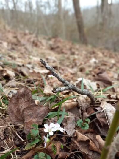 Broughton Nature and Wildlife Education Area - Marietta, OH
