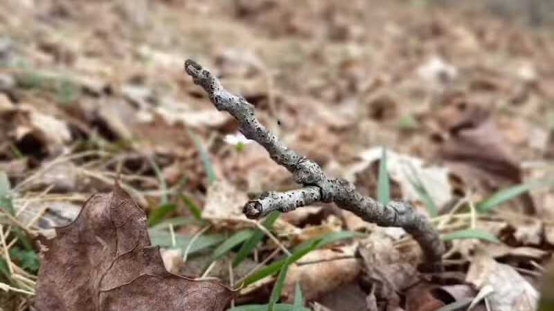 Broughton Nature and Wildlife Education Area - Marietta, OH