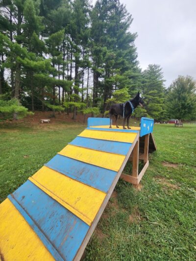 Jackson Hill Dog Park - Marietta, OH