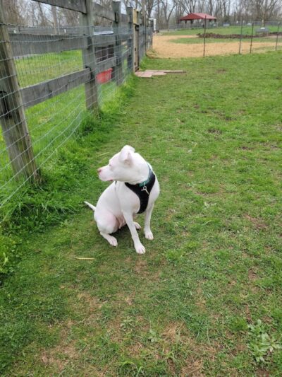 Jackson Hill Dog Park - Marietta, OH