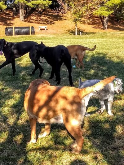 Jackson Hill Dog Park - Marietta, OH