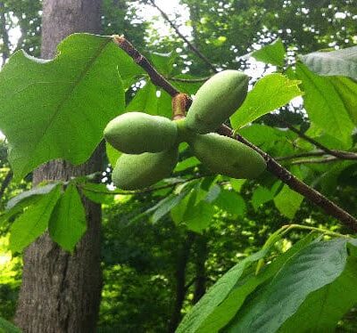 Jackson Hill Dog Park - Marietta, OH