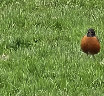 Jackson Hill Dog Park - Marietta, OH